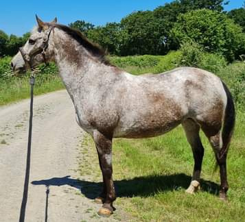 Quenia - Bai varnish testée EE AA LPlp - appartenant à Marie Chr