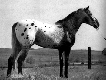 TOBY II (Toby I x Hickman's mare)