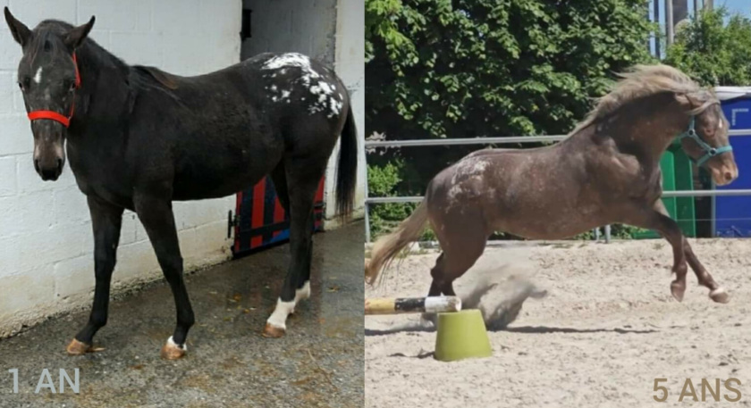 Kamaro Wonder Oreo - Etalon Appaloosa bai LPLP - appartenant à Mélanie Lavande