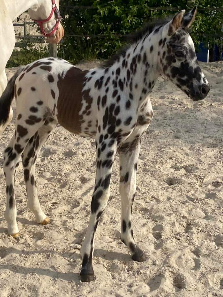 Poulain croisé KWPN x polonais bai léopard - de l'élevage L'évidence