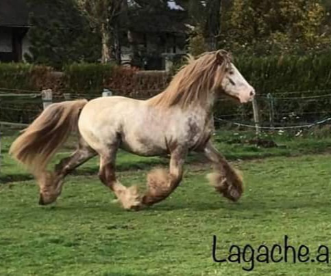 Hermit's diamond dancer - Etalon Gypsy cob alezan snowcape LPLP - appartenant à Allison Lagache