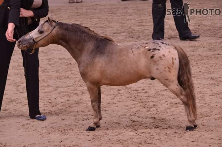 Samis voyager - Cheval miniature américain LP - appartenant à André Moulin