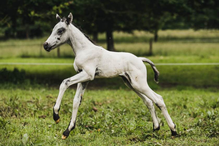 Naïde - Poulain croisé noir fewspot - de l'élevage du Baki
