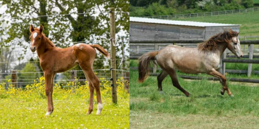 June de la gronde - OC alezan varnish testée ee AA LPLP W20 - de l'élevage Haras des Sylves