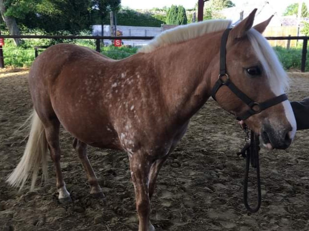 Croisé Appaloosa x Haflinger - appartenant à Nathalie Defly
